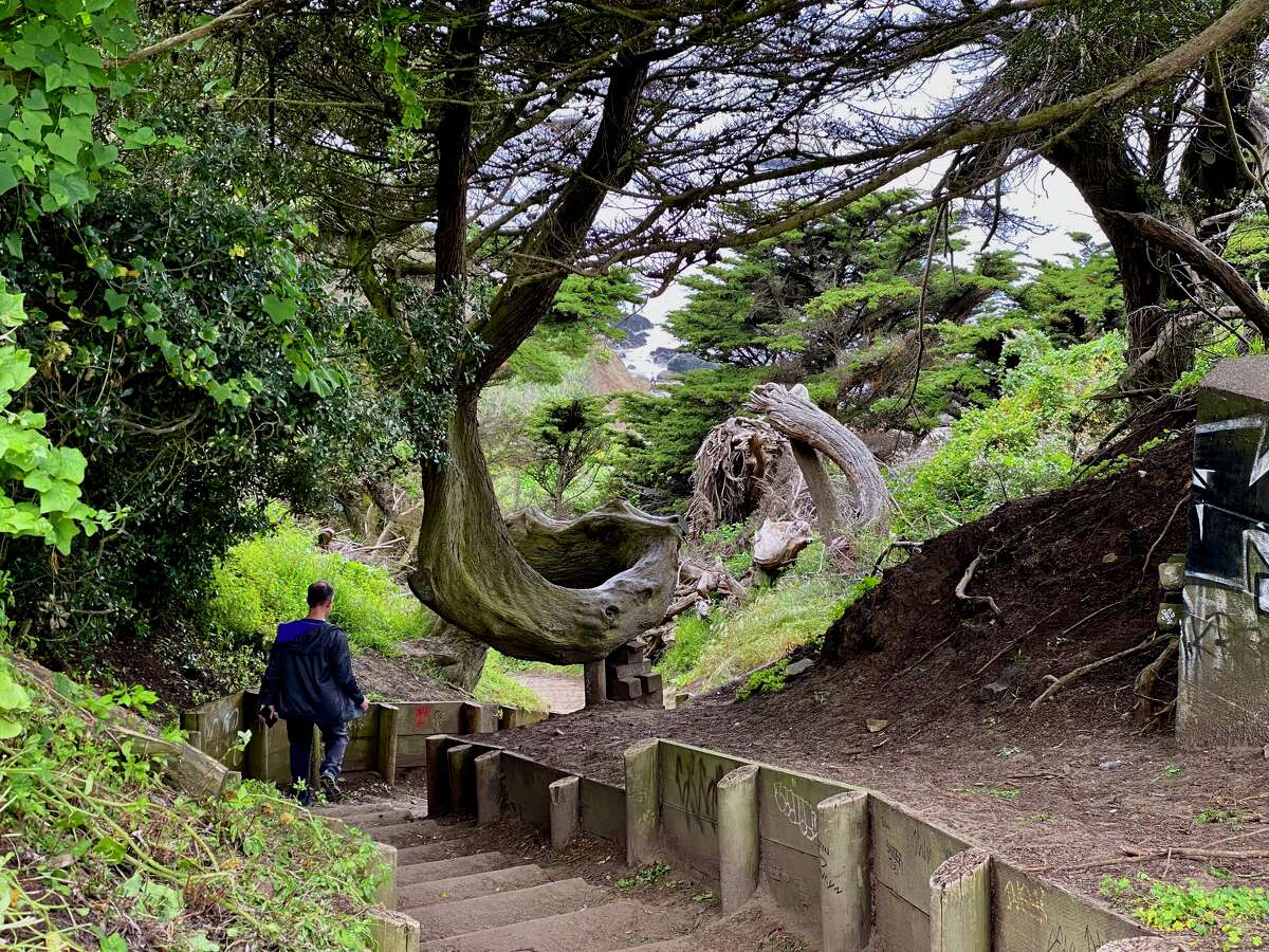 Los escalones que bajan a Mile Rock Beach en San Francisco, California, pasan a través de bosques, vegetación densa y bordean las ramas de los árboles esculpidas por los a veces fuertes vientos del Pacífico.