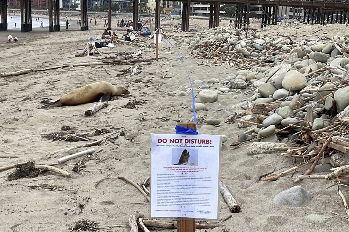 Un león marino de California fallecido en Santa Bárbara en junio de 2023. 