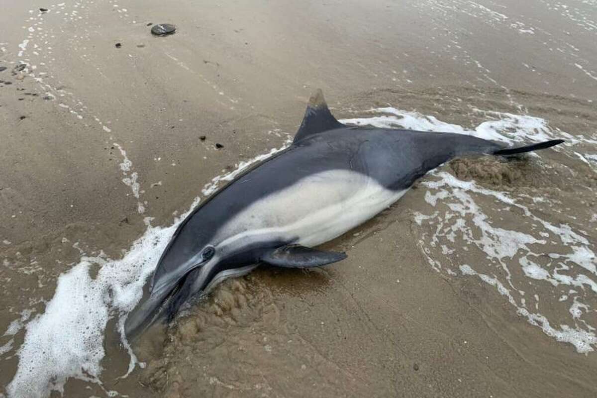 Un delfín varado en tierra en Santa Bárbara en junio de 2023. 