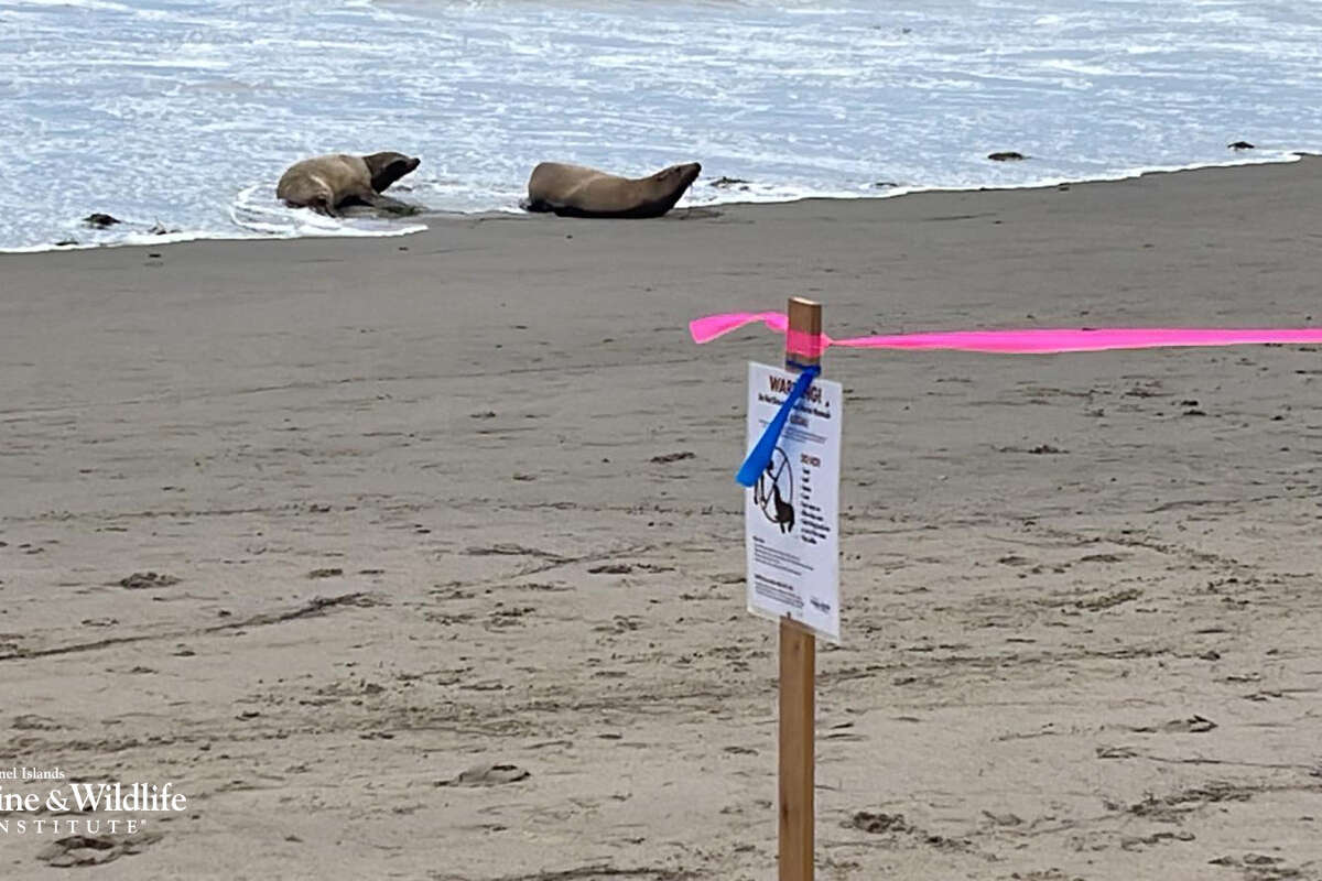Los leones marinos de California cercanos muestran síntomas de envenenamiento por ácido domoico en Santa Bárbara en junio de 2023. 