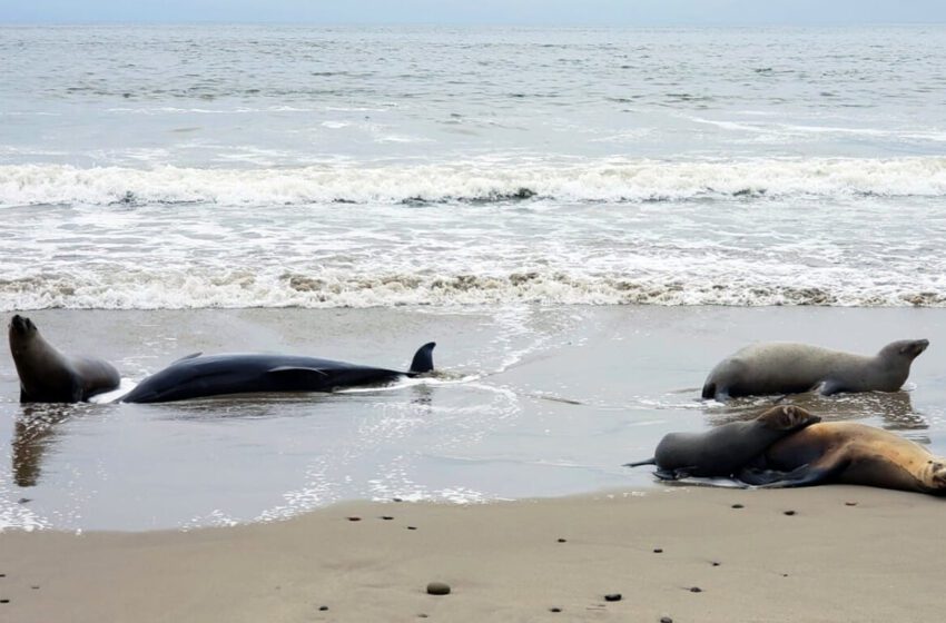  Cientos de animales mueren por la proliferación de algas tóxicas en California