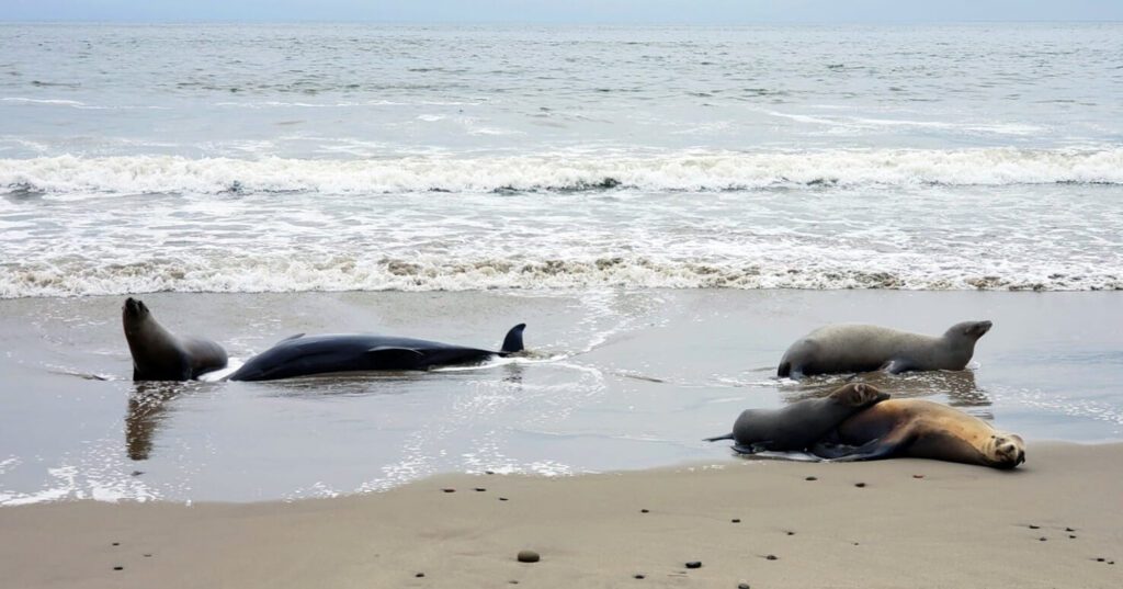 Cientos de animales mueren por la proliferación de algas tóxicas en California